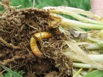 大蔥蟲害解決方案